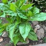 Mirabilis longiflora Leaf