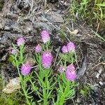 Polygala cruciata Flower