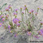 Phacelia bicolor आदत