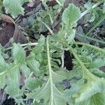 Brassica juncea Blatt