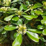 Pittosporum heterophyllum 花