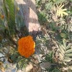 Tagetes erectaফুল