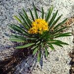 Erysimum asperum Blomst