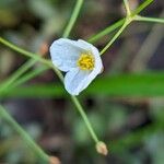 Sagittaria graminea Flower