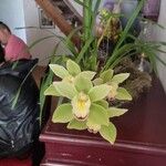 Cymbidium spp.花