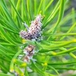 Pinus contorta Floare