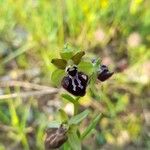 Ophrys sphegodes ᱵᱟᱦᱟ
