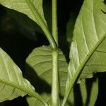 Odontonema tubaeforme Leaf