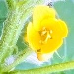 Senna uniflora Blomst