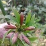 Alstroemeria psittacina Flower