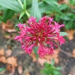 Centranthus ruber Flor