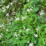 Valeriana tripteris Elinympäristö