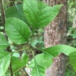 Randia monantha Leaf