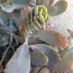 Kalanchoe fedtschenkoi Leht