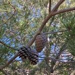 Pinus halepensis Fruit