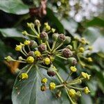 Hedera colchicaFrugt