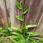 Axonopus compressus Leaf