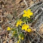 Lithospermum incisum Blüte