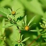 Bidens tripartita Ліст