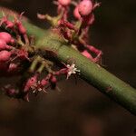 Clidemia septuplinervia Flor
