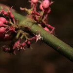 Miconia trichocalyx फूल