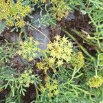 Crithmum maritimum Flower