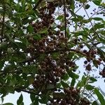 Lawsonia inermis Fruit