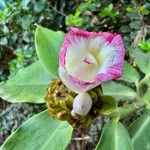 Costus aferফুল