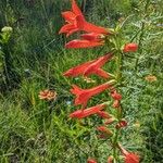 Ipomopsis rubra Flower