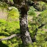 Pinus radiata Schors