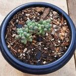 Sedum pachyphyllum List