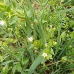 Stellaria mediaফুল