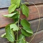 Gouania lupuloides Leaf