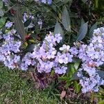 Eranthemum pulchellum Fleur