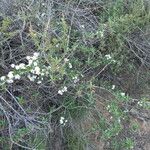 Ceanothus cuneatus Habitus