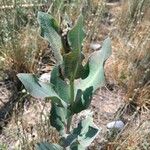 Asclepias arenaria Leaf