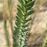 Euphorbia paralias Folha