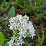 Hylotelephium telephium Flower