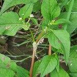 Persicaria nepalensis ഇല