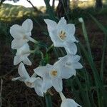 Narcissus papyraceus Flower