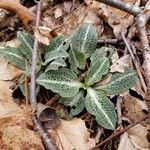 Goodyera pubescens Blatt