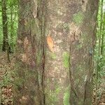 Licaria chrysophylla 樹皮