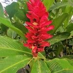 Alpinia purpurata Flors