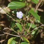 Evolvulus convolvuloides Hábito