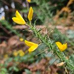 Ulex minor Floare