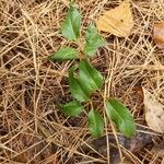 Orthilia secunda Leaf