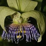 Passiflora platyloba Flower