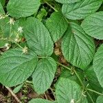 Rubus nigricans Blatt