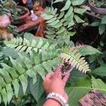 Adiantum latifolium Hoja