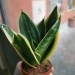 Sansevieria stuckyi Hoja